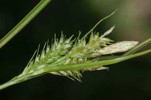 Carex breviculmis #19